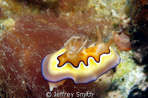 Nudibranch in Dumaguete off of Atlantis Resort by Jeffrey Smith 